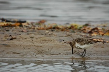 Dsc_0078 bgh (15)
